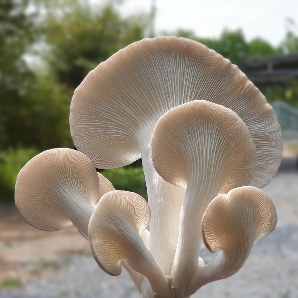 (HỘ KINH DOANH) VÕ VĂN THA