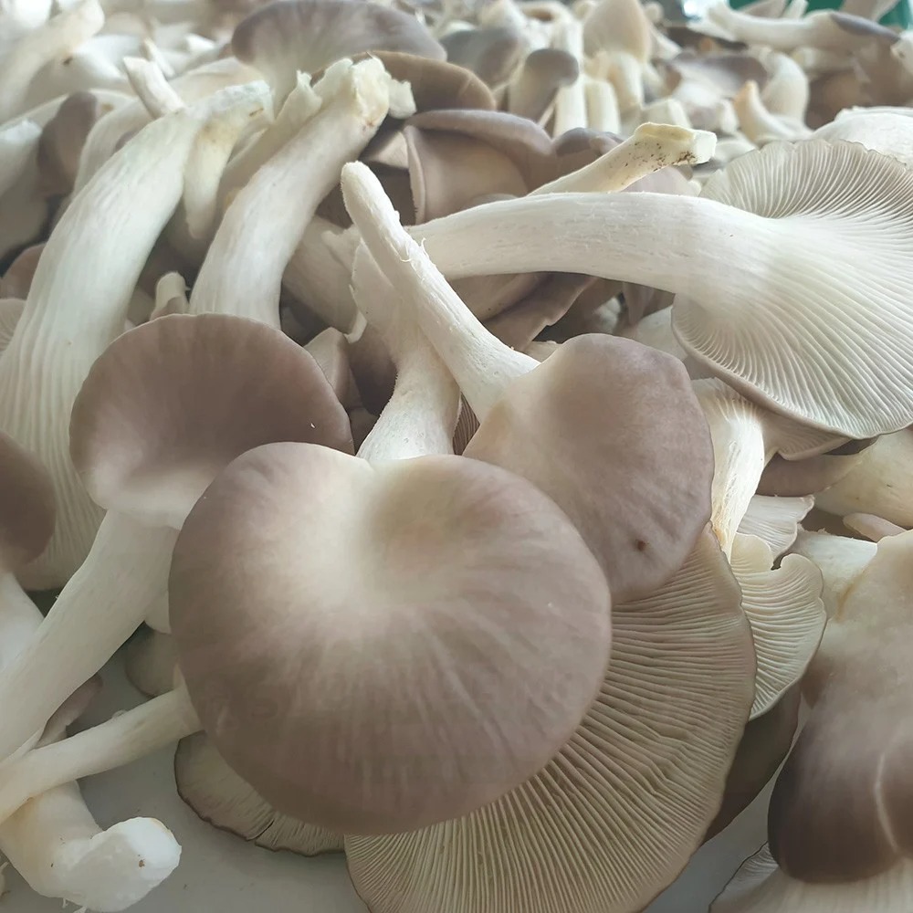 (HỘ KINH DOANH) VÕ VĂN THA