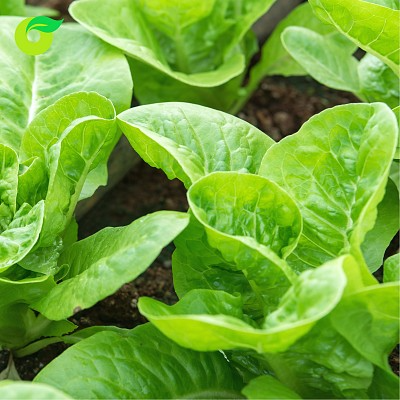 (HỘ KINH DOANH) VÕ VĂN THA