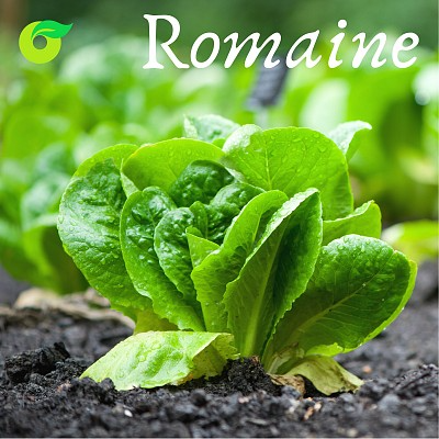 (HỘ KINH DOANH) VÕ VĂN THA